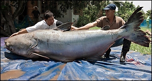 catfish646.jpg